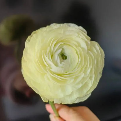 💐Lisianthus – Timeless Beauty, Everlasting Love💫