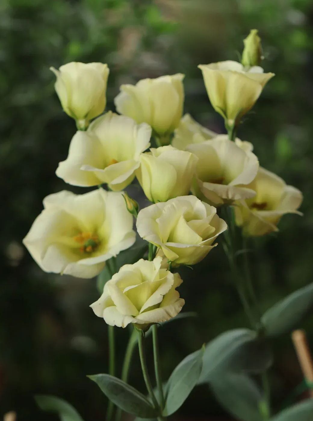 💐Lisianthus – Timeless Beauty, Everlasting Love💫