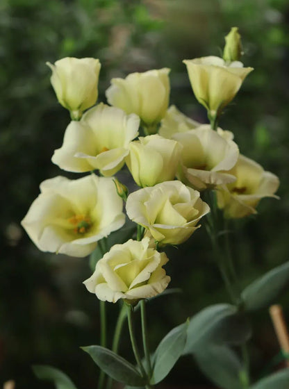 💐Lisianthus – Timeless Beauty, Everlasting Love💫