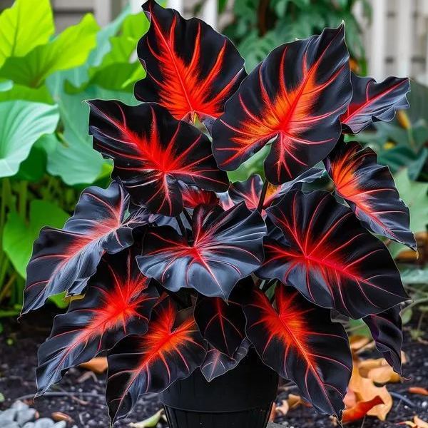 🌈Hosta Seeds🌿 🎊The color wizard that creates a dream garden 🌿✨