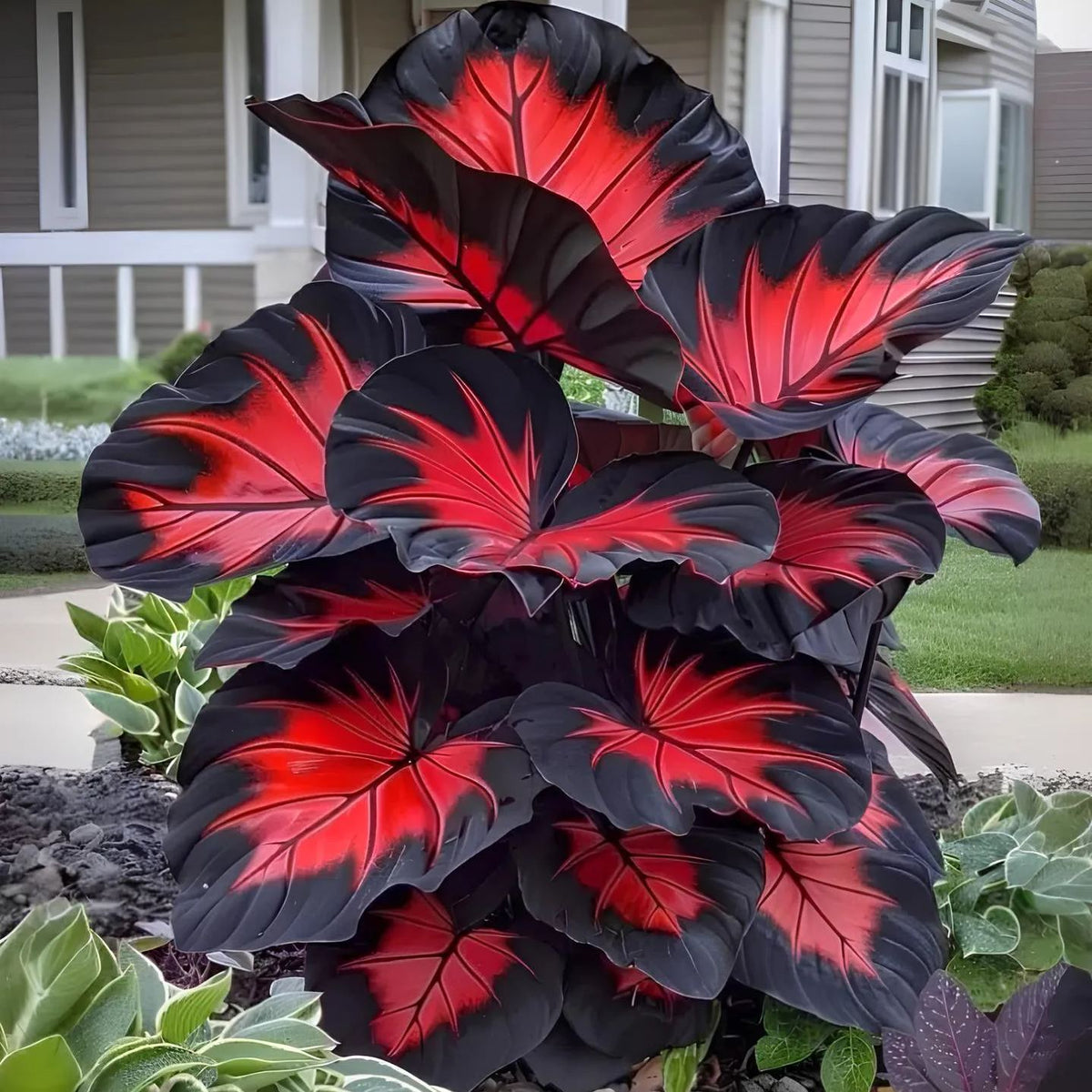 🌈Hosta Seeds🌿 🎊The color wizard that creates a dream garden 🌿✨