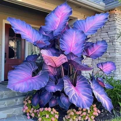 🌈Hosta Seeds🌿 🎊The color wizard that creates a dream garden 🌿✨